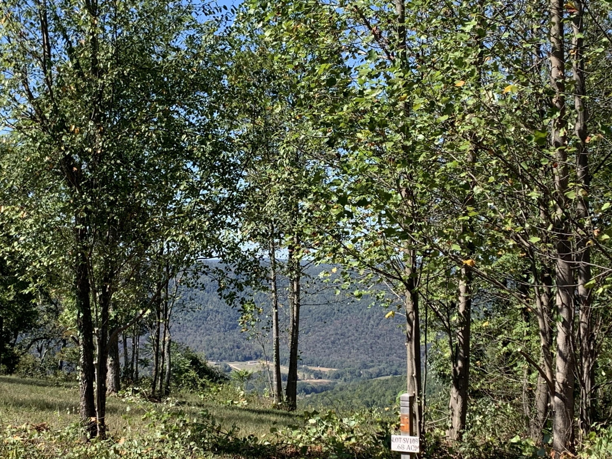 755 Sunset Circle Jasper, TN 37347 - Photo 20 of 44 a view of a tree