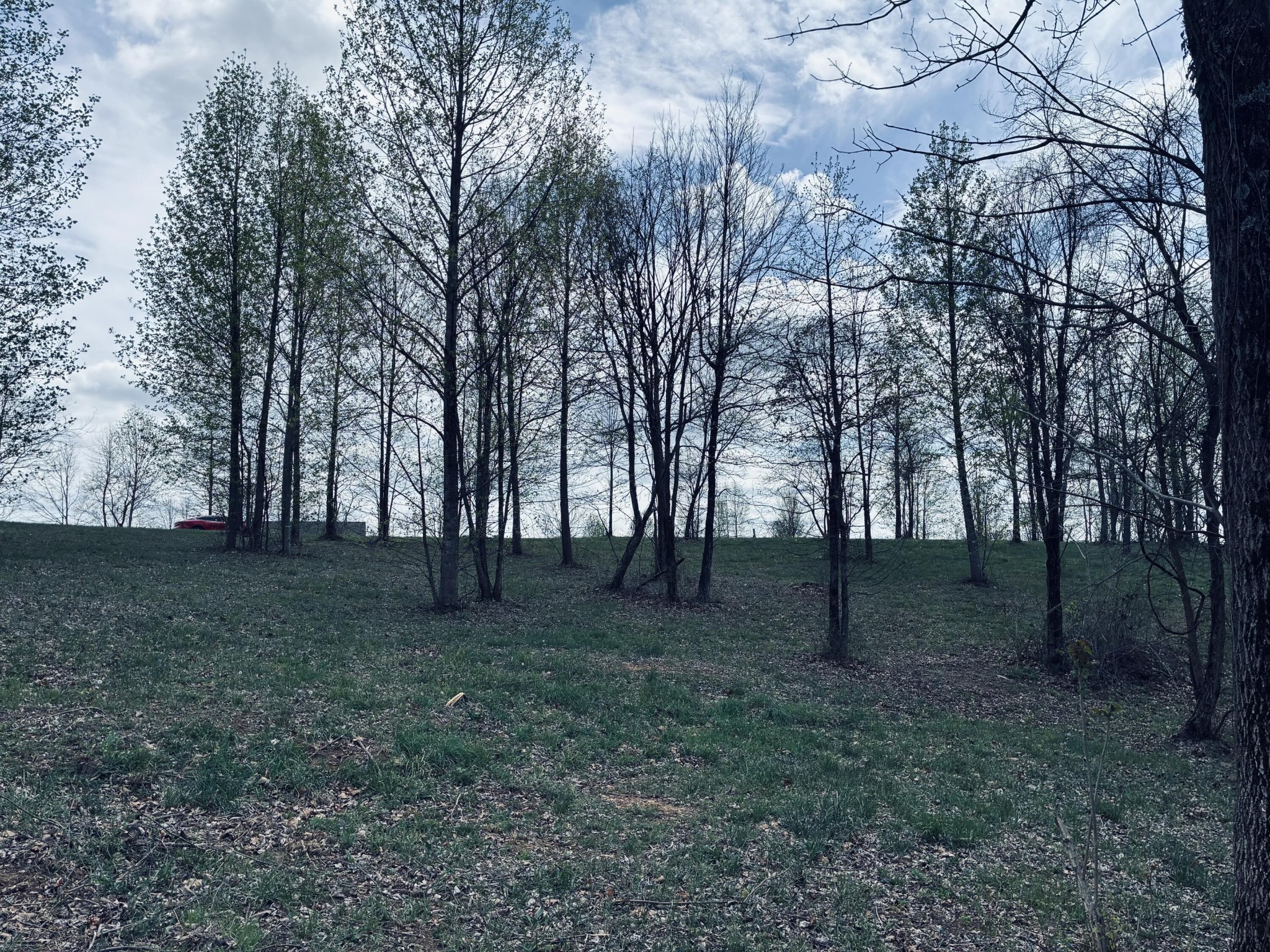 755 Sunset Circle Jasper, TN 37347 - Photo 32 of 48 a view of a forest that has large trees