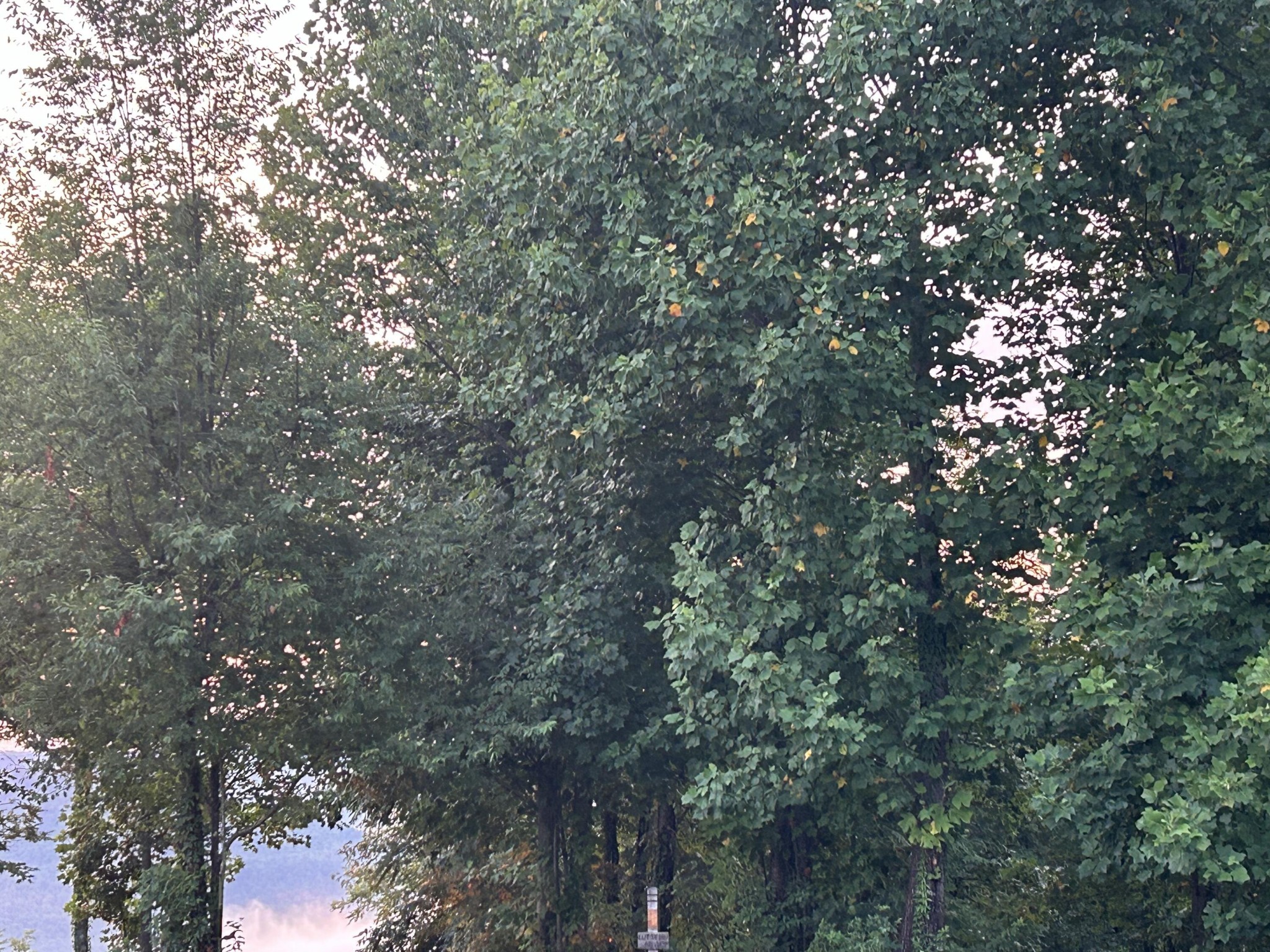 755 Sunset Circle Jasper, TN 37347 - Photo 5 of 44 a view of a tree