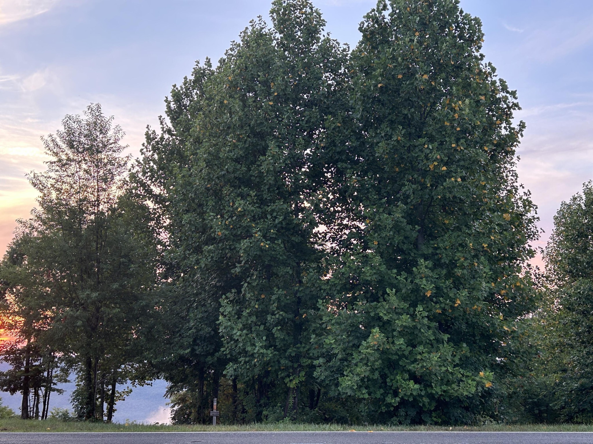 755 Sunset Circle Jasper, TN 37347 - Photo 6 of 44 a view of a tree in a yard
