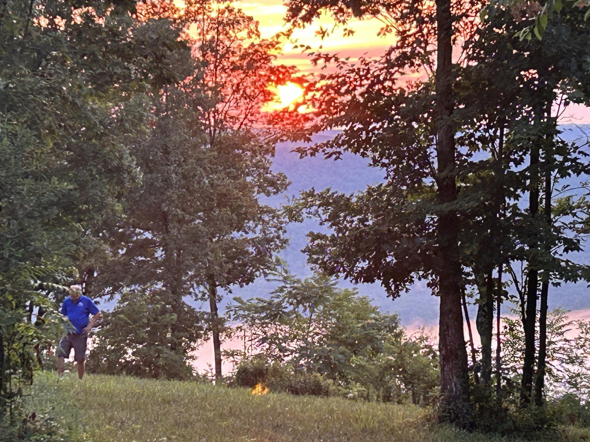 755 Sunset Circle Jasper, TN 37347 - Photo 9 of 44 a view of tree