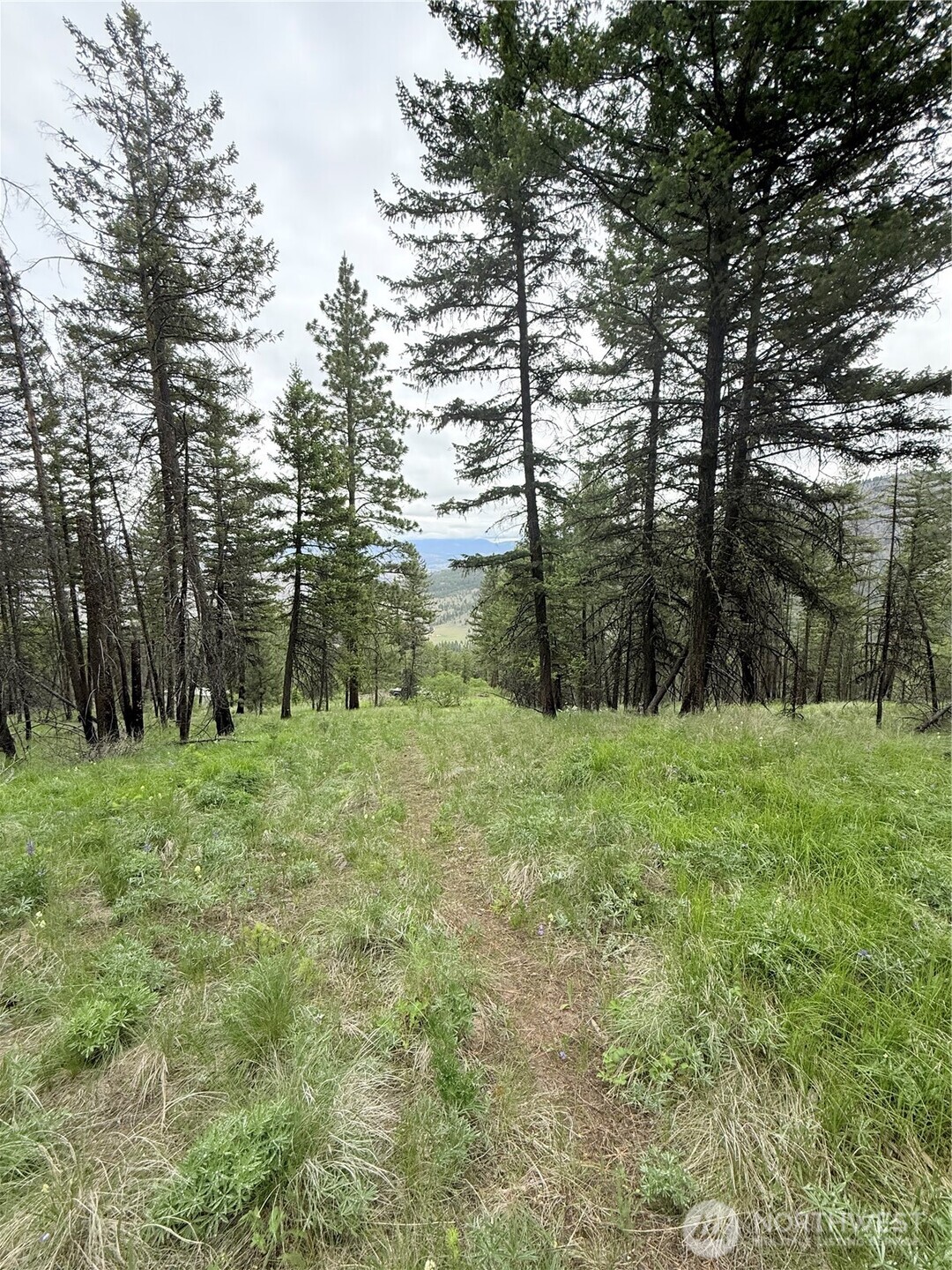 0 Broken Spoke Road Tonasket, WA 98855 - Photo 20 of 39 a big yard with lots of green space and trees
