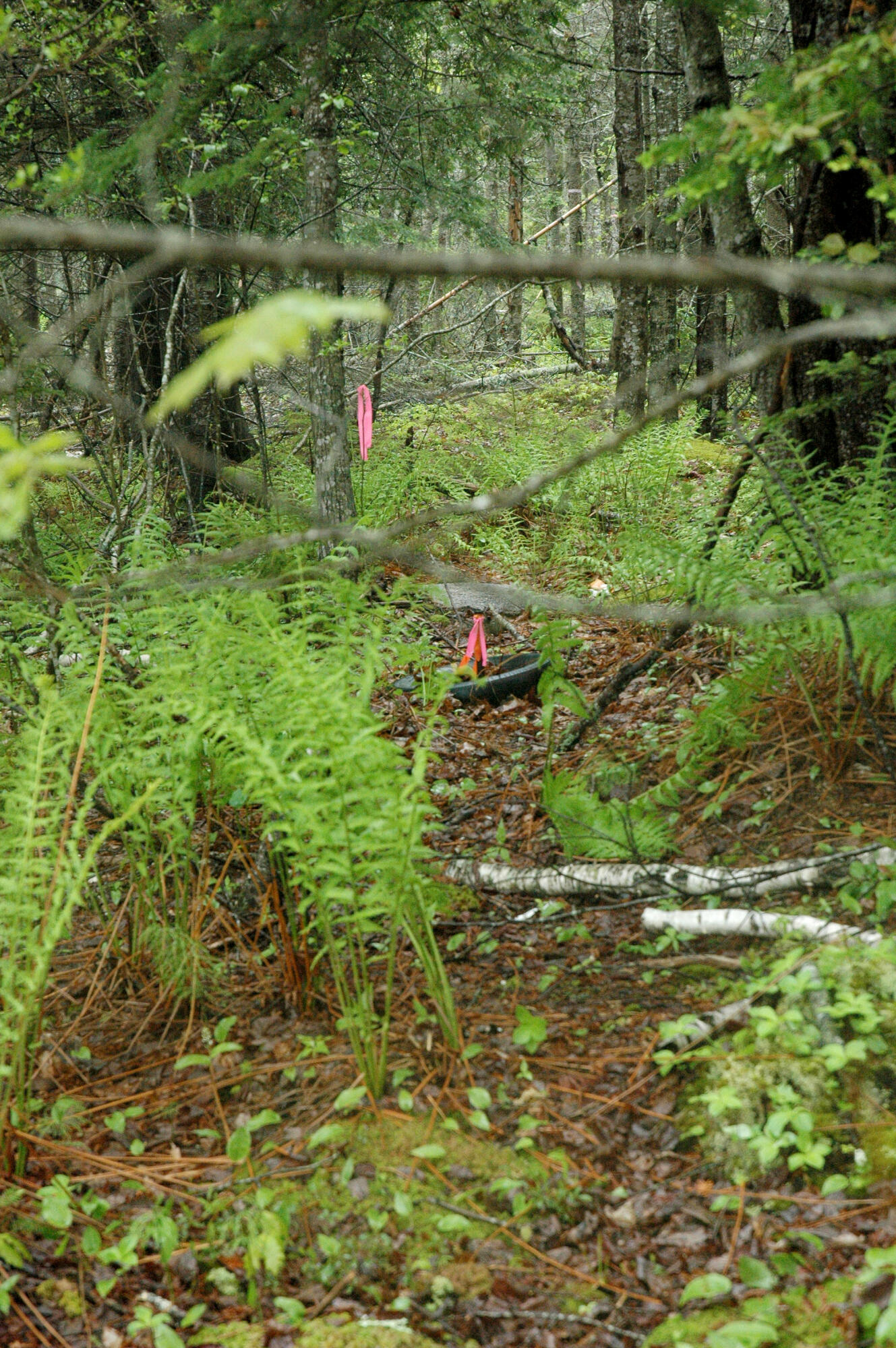 175 - Reach Road Brooklin, ME 04616 - Photo 2 of 14 00 Reach Road_Brooklin_002