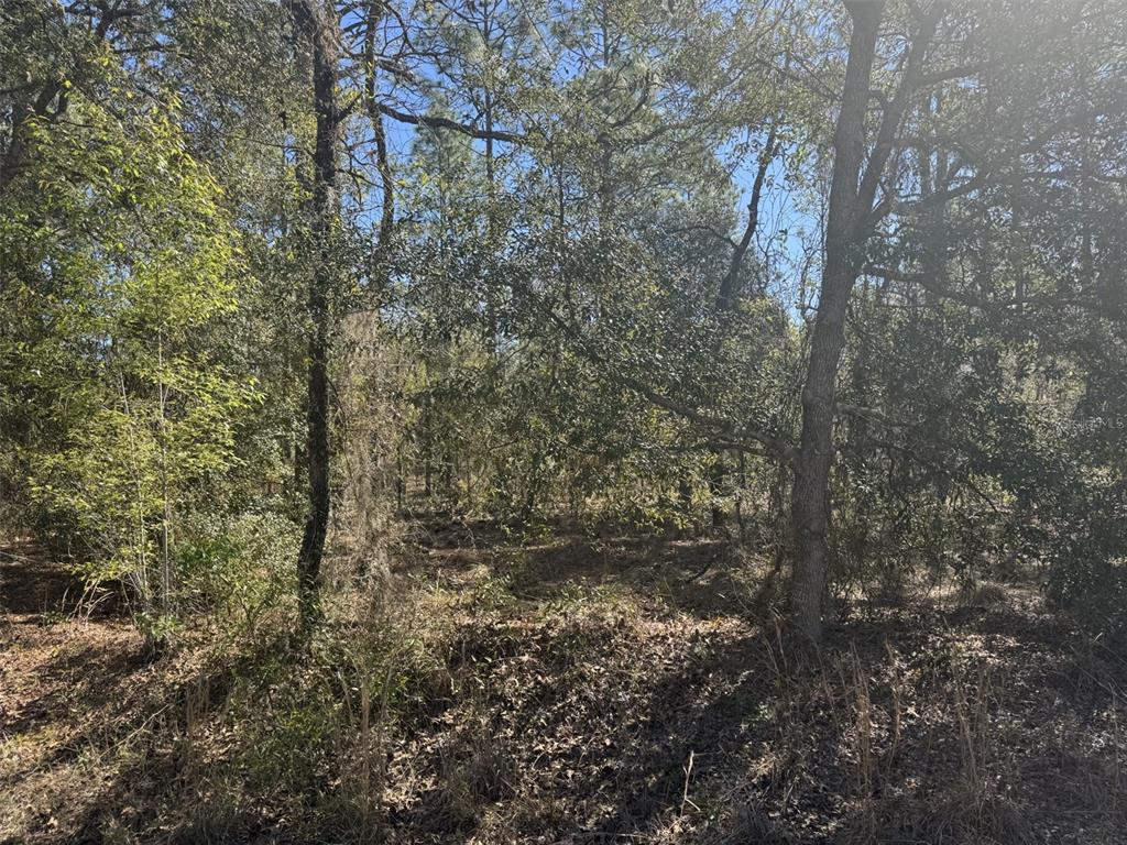Tbd Smallwood Road Dunnellon, FL 34431 - Photo 1 of 1 Gallery Image 1