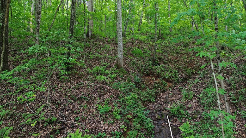 115 Calvender Road Turtletown, TN 37391 - Photo 9 of 23 a view of a lush green forest