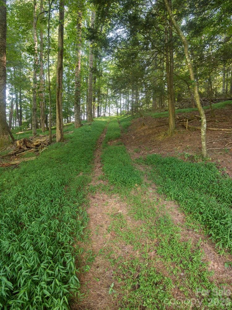 741 Morrow Branch Road Leicester, NC 28748 - Photo 5 of 47 a view of a park with large trees
