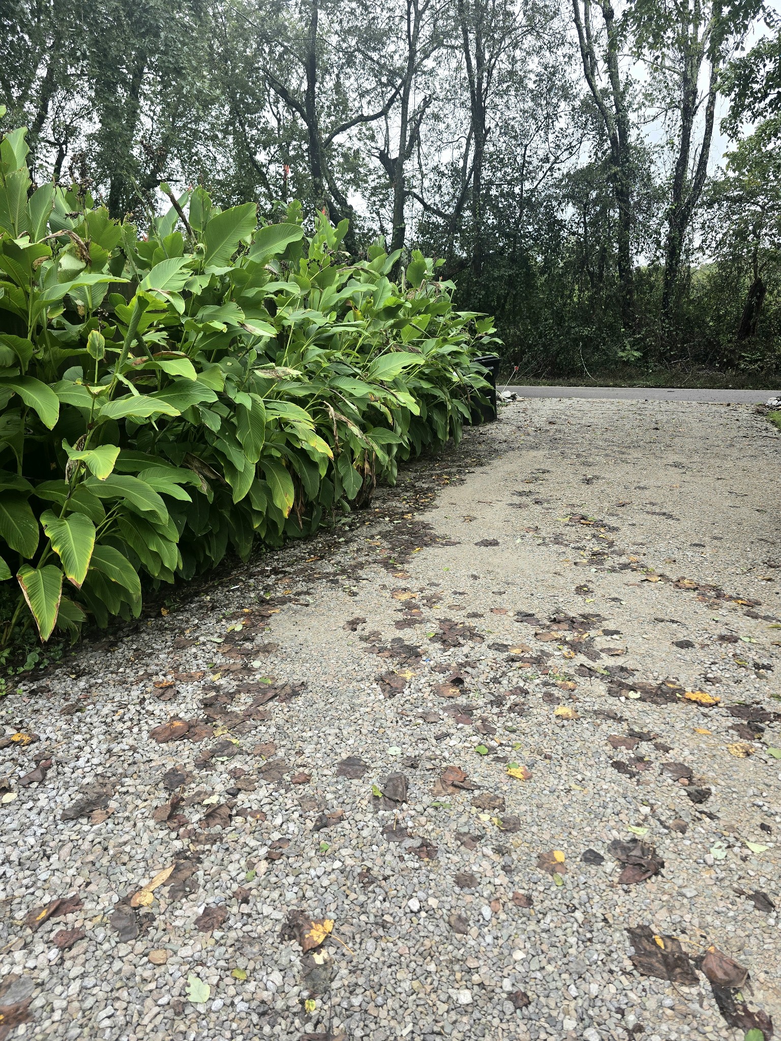 157 Longbranch Road Hohenwald, TN 38462 - Photo 3 of 16 a view of a yard with plants and trees
