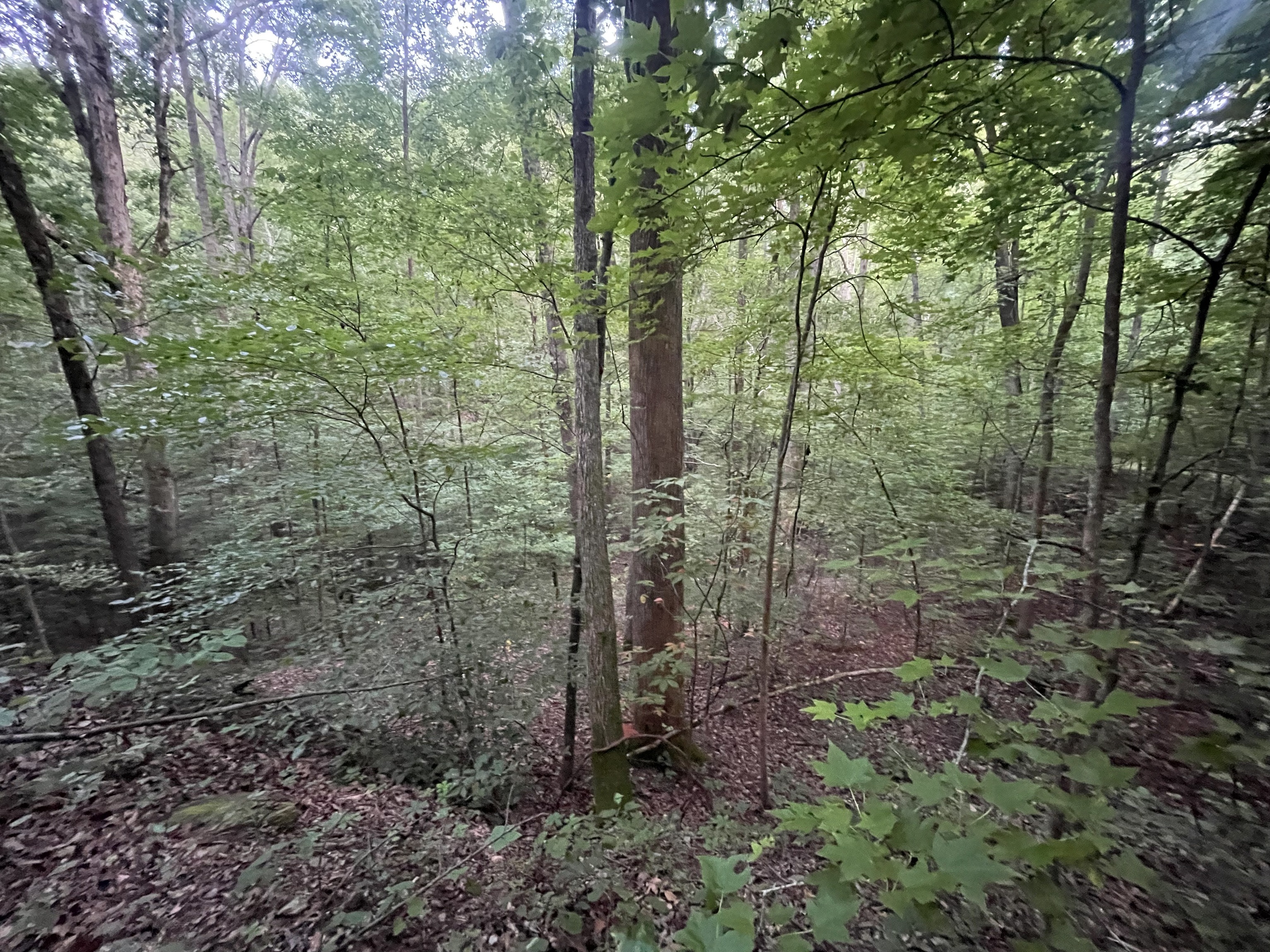 665 Sanford Court Ranger, GA 30734 - Photo 2 of 12 a view of a forest with trees