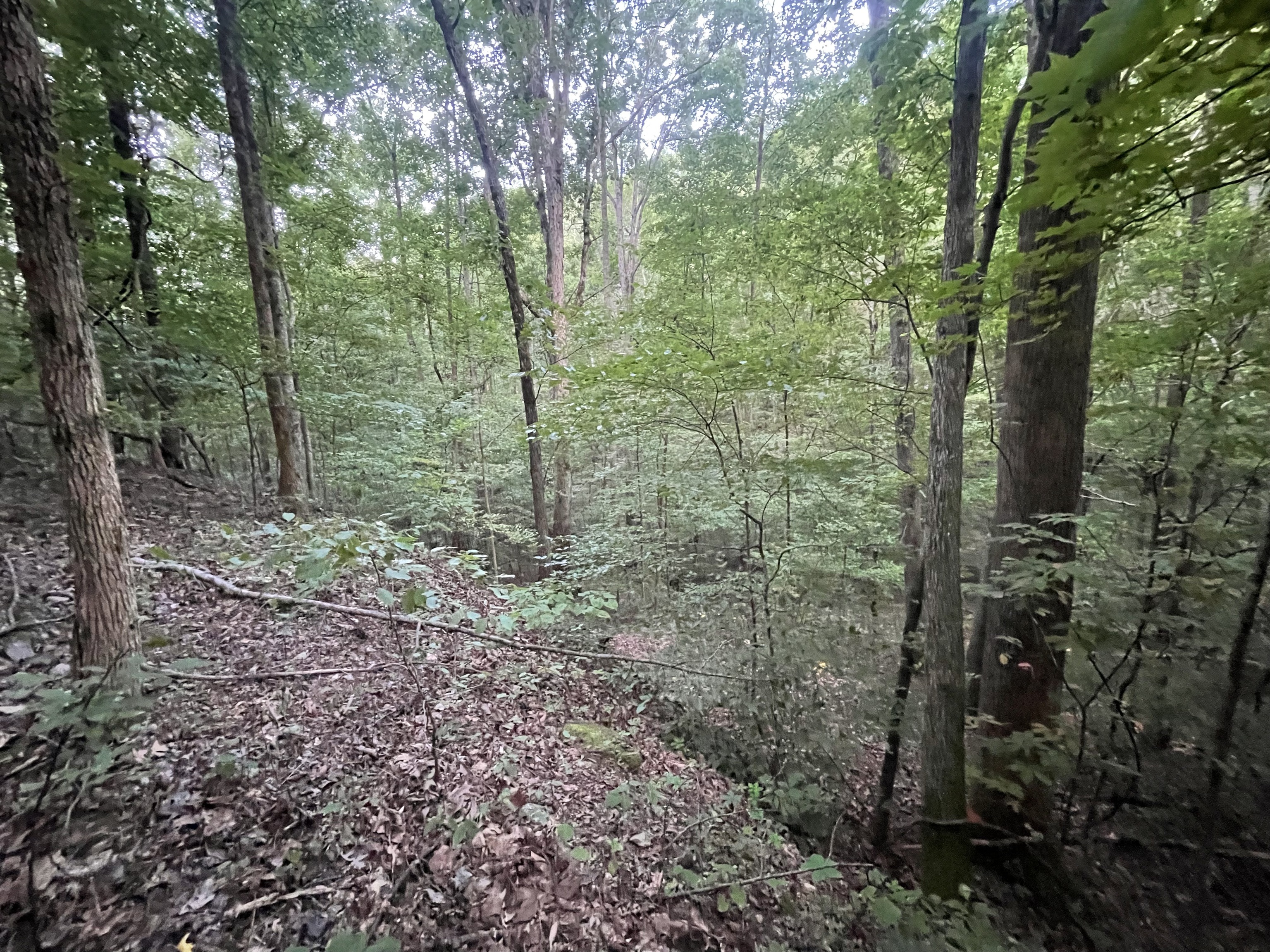 665 Sanford Court Ranger, GA 30734 - Photo 3 of 12 a view of a forest with trees
