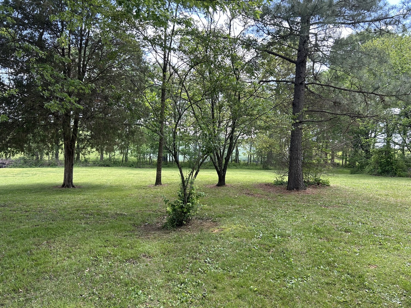 1 Bushwack Road Golconda, IL 62938 - Photo 11 of 38 a view of a trees in a yard