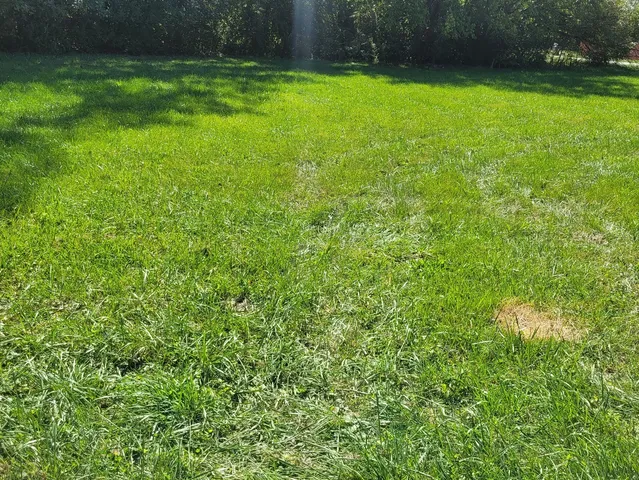 a view of a yard with a tree