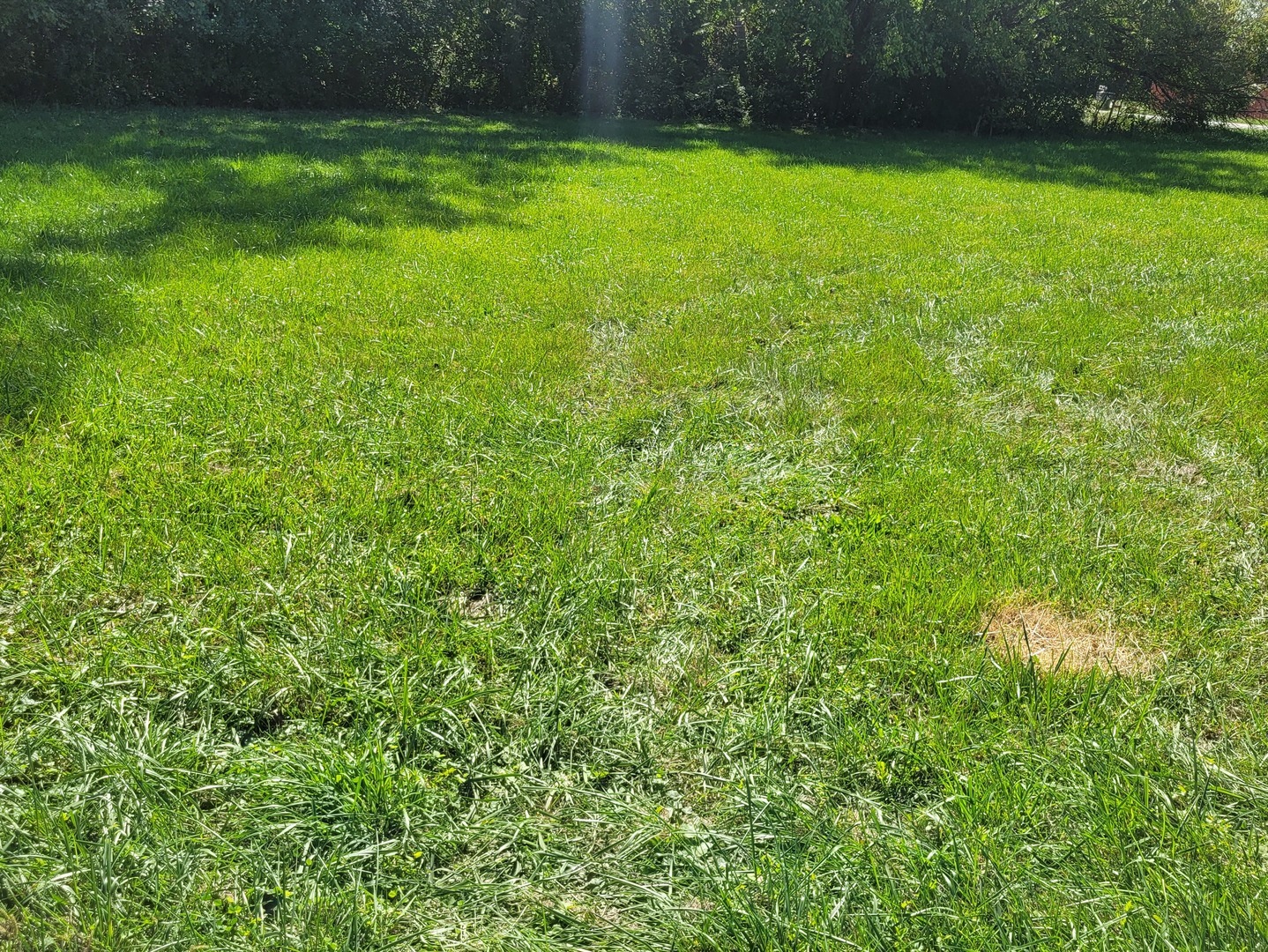 a view of a yard with a tree