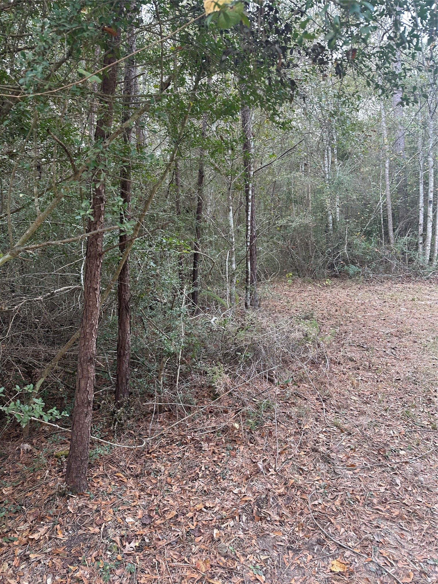 Tbd Firetower Road Conroe, TX 77306 - Photo 8 of 10