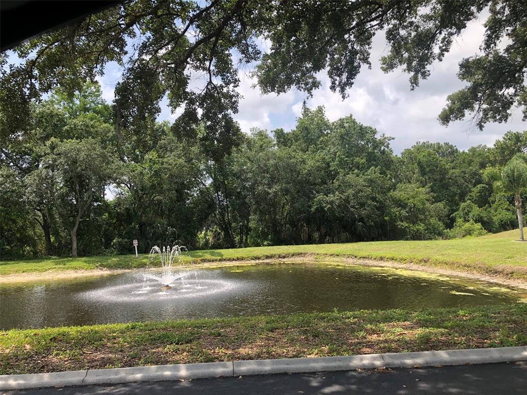 3956 Elvira Court New Port Richey, FL 34655 - Photo 19 of 21 a view of a yard with large trees