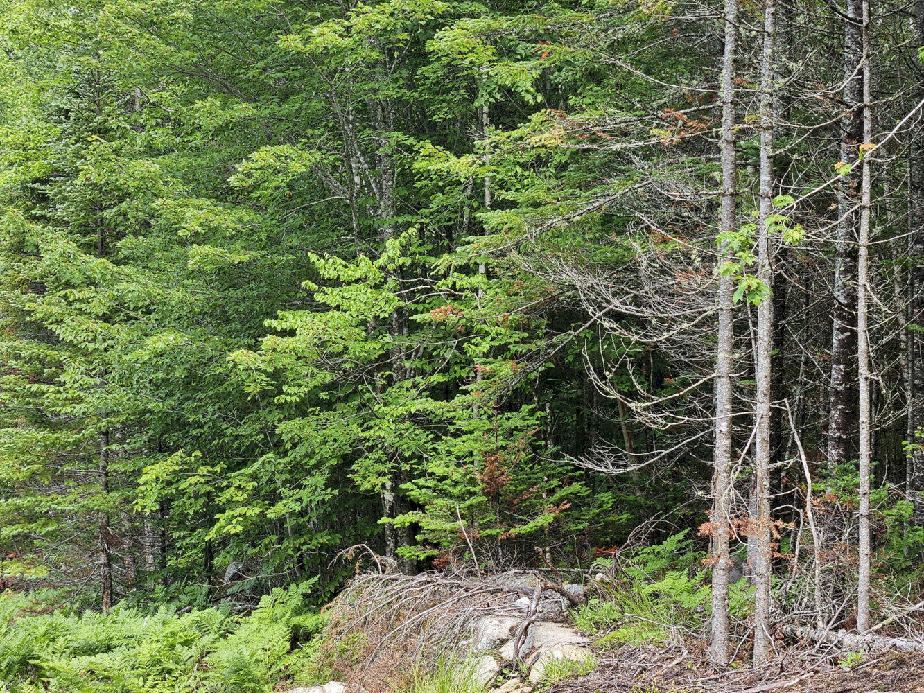 M10-l12-2 Ledge Road Embden, ME 04958 - Photo 7 of 14 20260627_105026_result