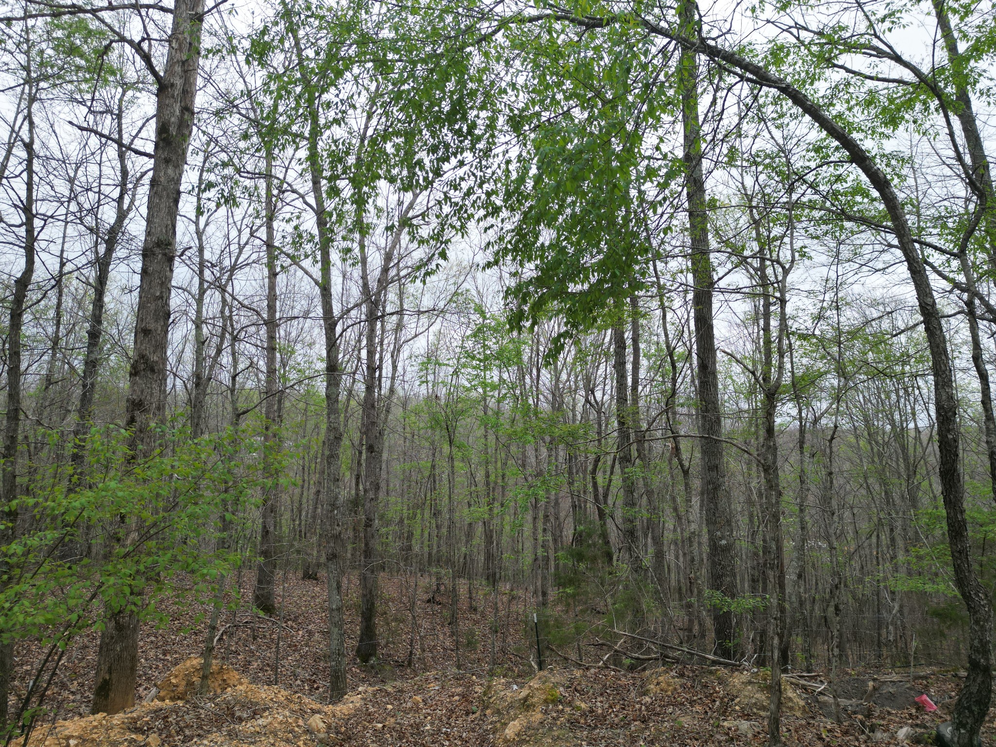 150 Deerwood Road Hohenwald, TN 38462 - Photo 46 of 56 a view of a forest