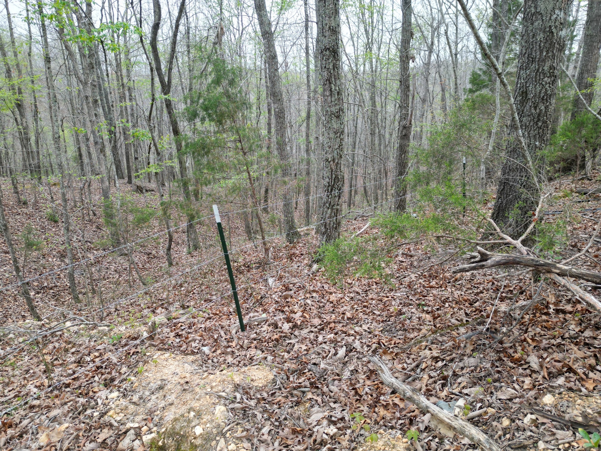 150 Deerwood Road Hohenwald, TN 38462 - Photo 48 of 56 a view of a forest with trees in the background