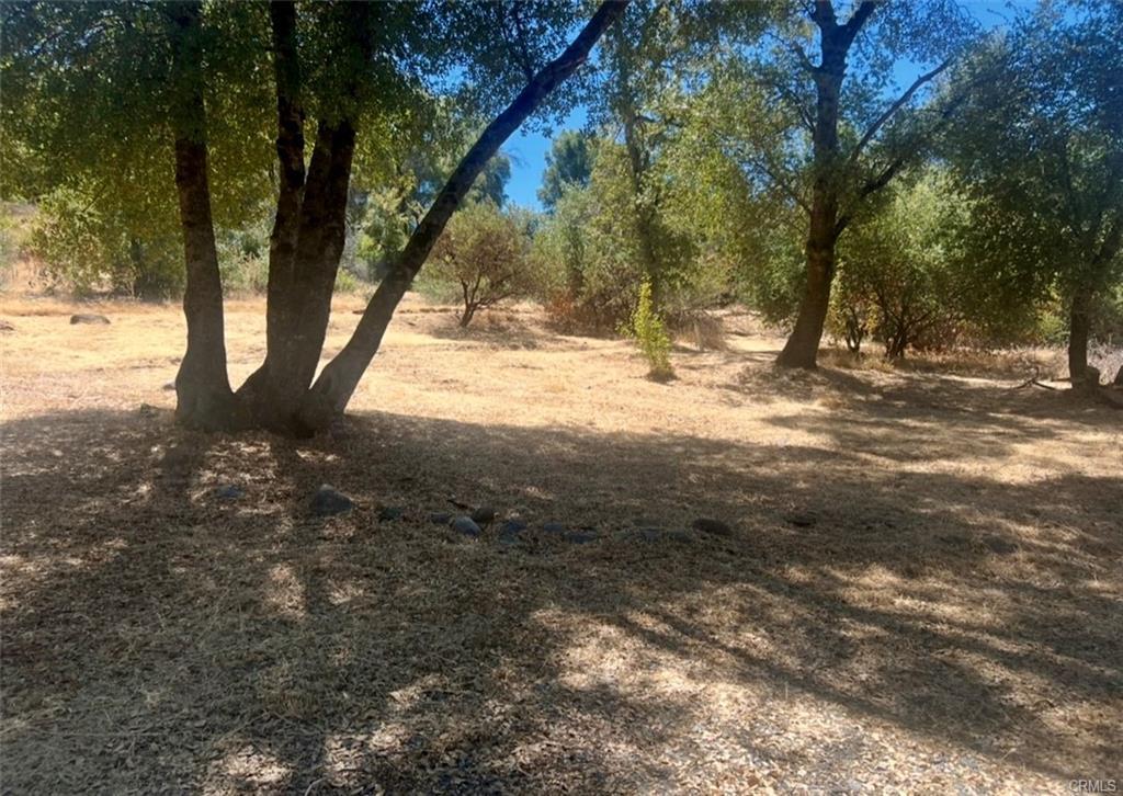 3568 Manzanita Road Mariposa, CA 95338 - Photo 4 of 17 a view of yard covered with trees