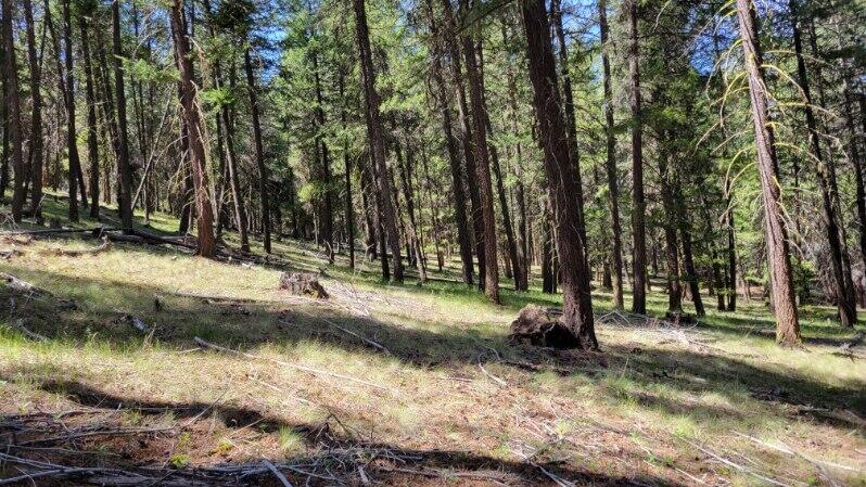 1315 Lofton Creek Road Prineville, OR 97754 - Photo 52 of 61 image000003 (9)