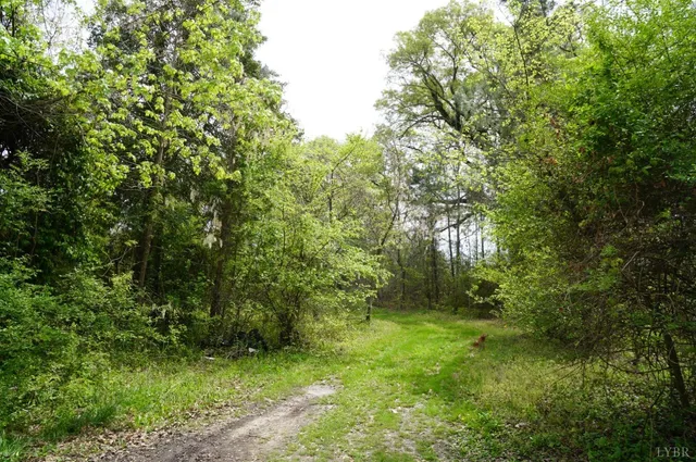a view of a lush green forest
