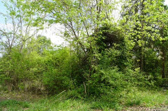 a view of a lush green forest