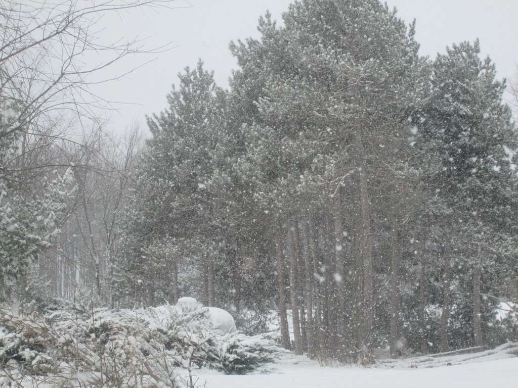 5363 Moore Road Williamsburg, MI 49690 - Photo 6 of 43 1828903-5.JPG