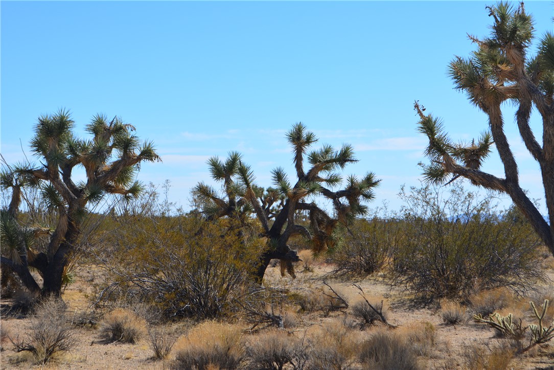 Lot 3 Bush Road Yucca, AZ 86438 - Photo 11 of 82 Other