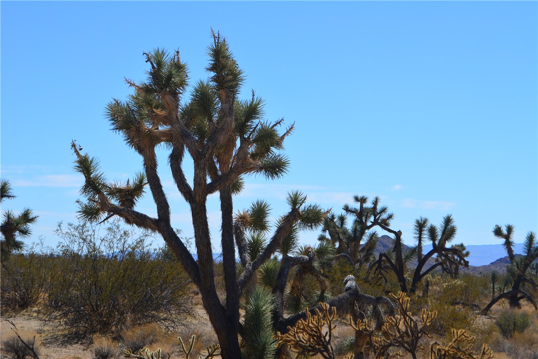 Lot 3 Bush Road Yucca, AZ 86438 - Photo 12 of 82 Other