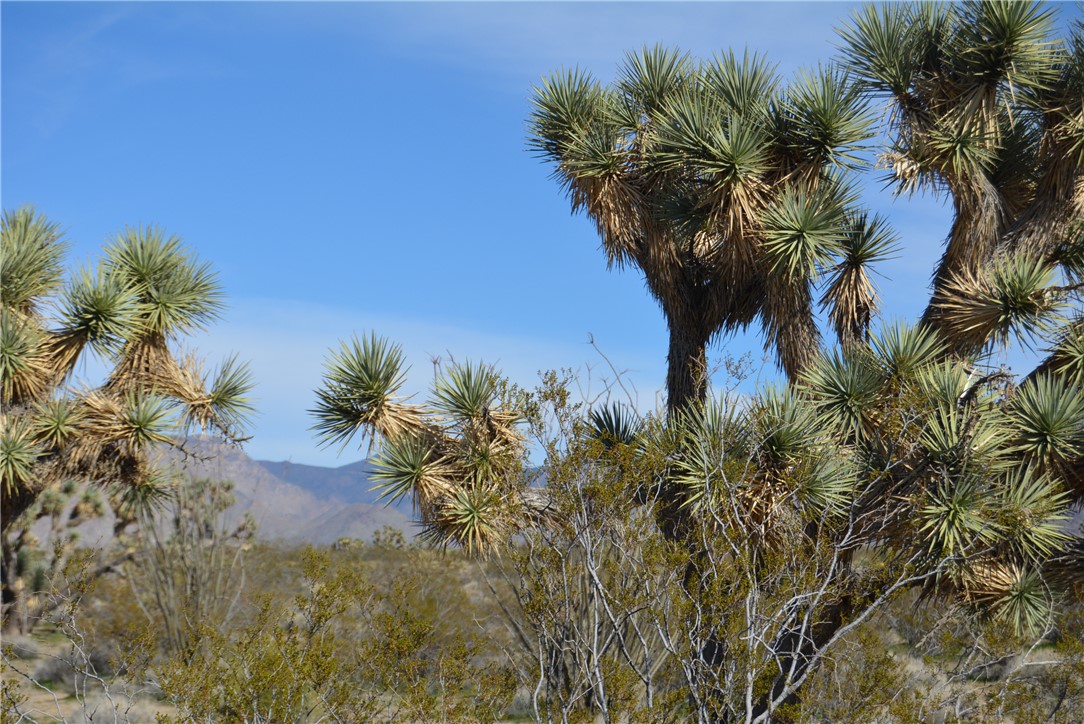 Lot 3 Bush Road Yucca, AZ 86438 - Photo 4 of 82 Other