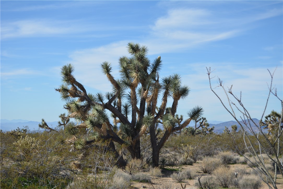 Lot 3 Bush Road Yucca, AZ 86438 - Photo 66 of 82 Other