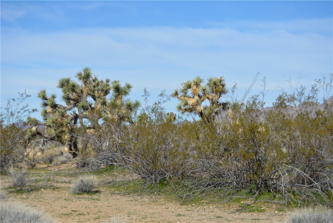 Lot 3 Bush Road Yucca, AZ 86438 - Photo 70 of 82 View of undeveloped land