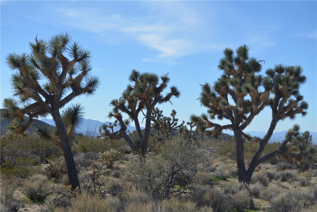 Lot 3 Bush Road Yucca, AZ 86438 - Photo 76 of 82 View of nature featuring mountains
