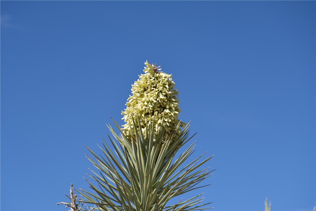 Lot 3 Bush Road Yucca, AZ 86438 - Photo 8 of 82 Other
