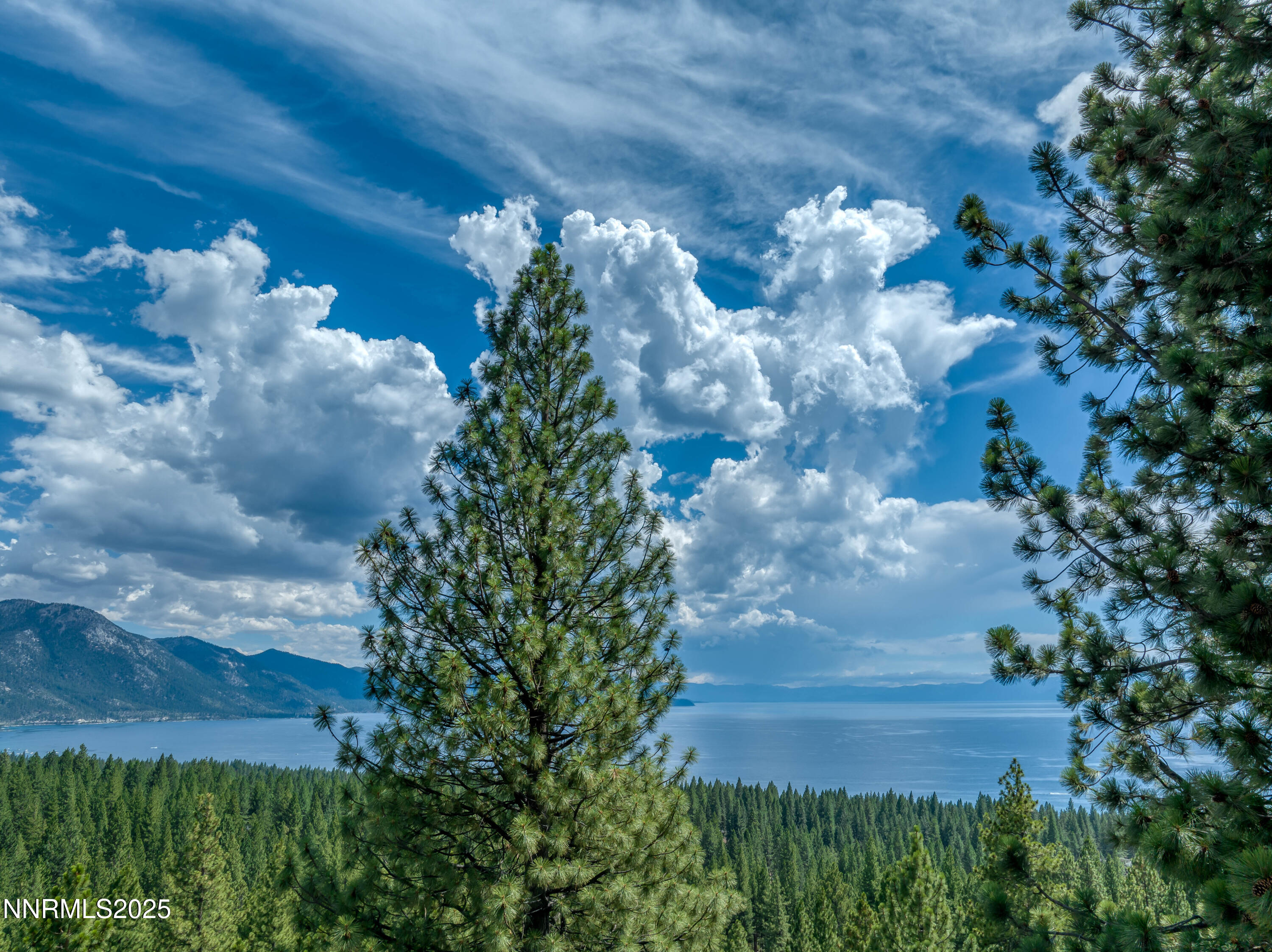 689 Tyner Way Incline Village, NV 89451 - Photo 46 of 50 a view of a flower