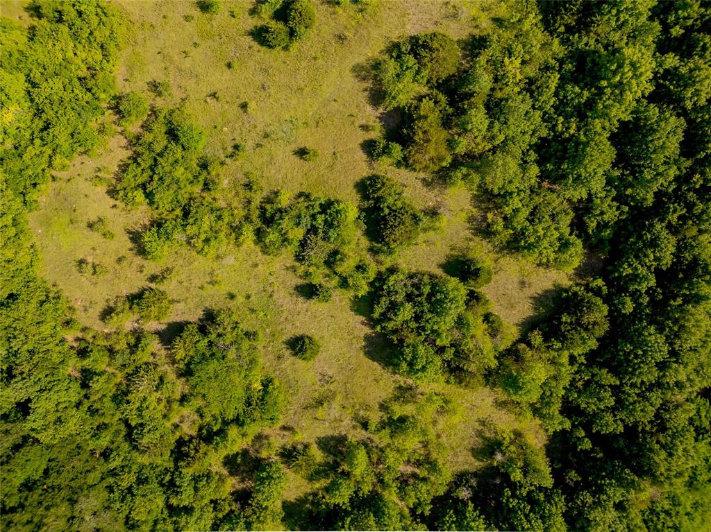 121 Sam Rayburn Highway Anna, TX 75409 - Photo 8 of 18 a view of a tree with a tree