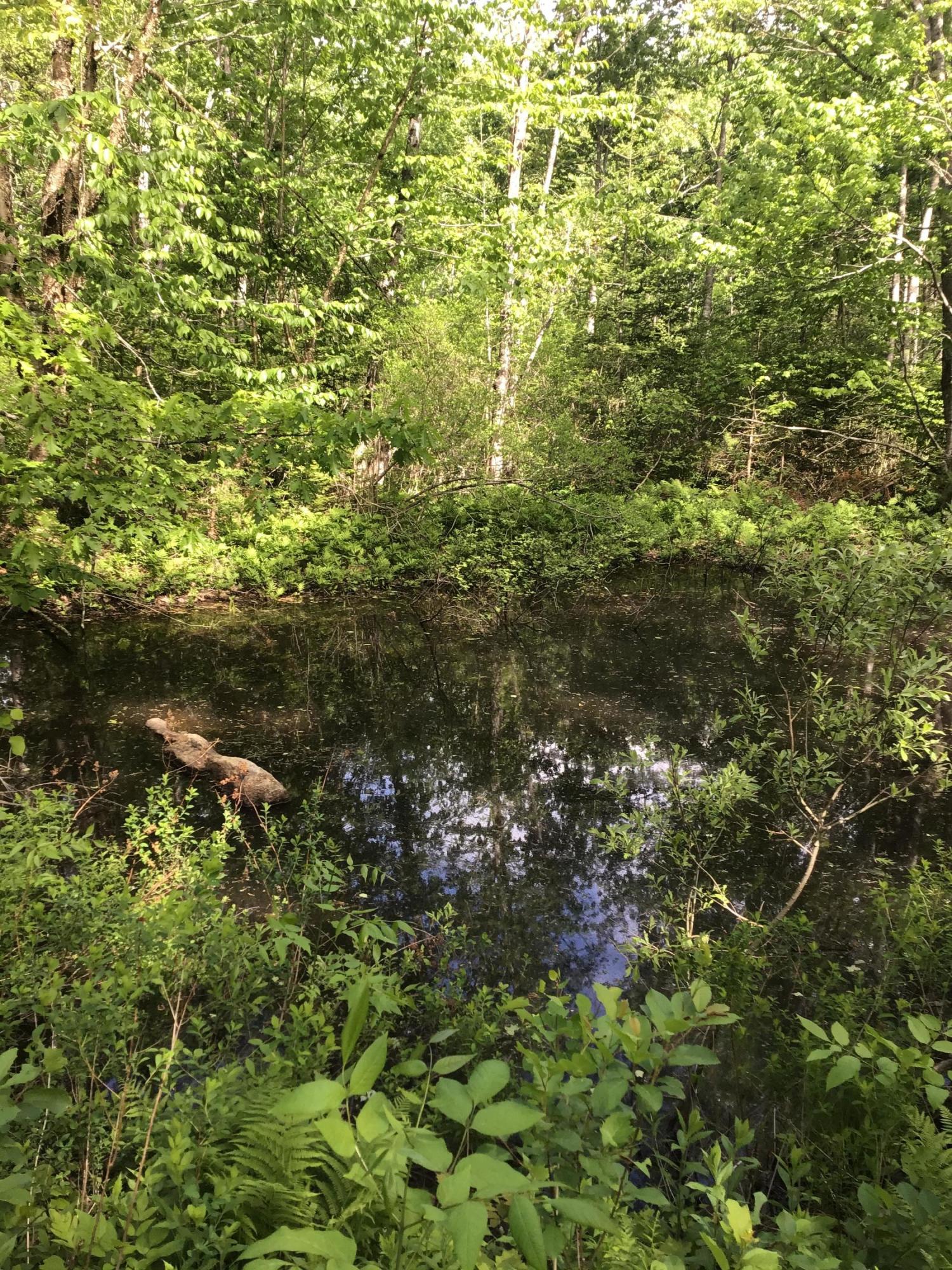 244 Jones Road Palermo, ME 04354 - Photo 36 of 45 IMG_0834