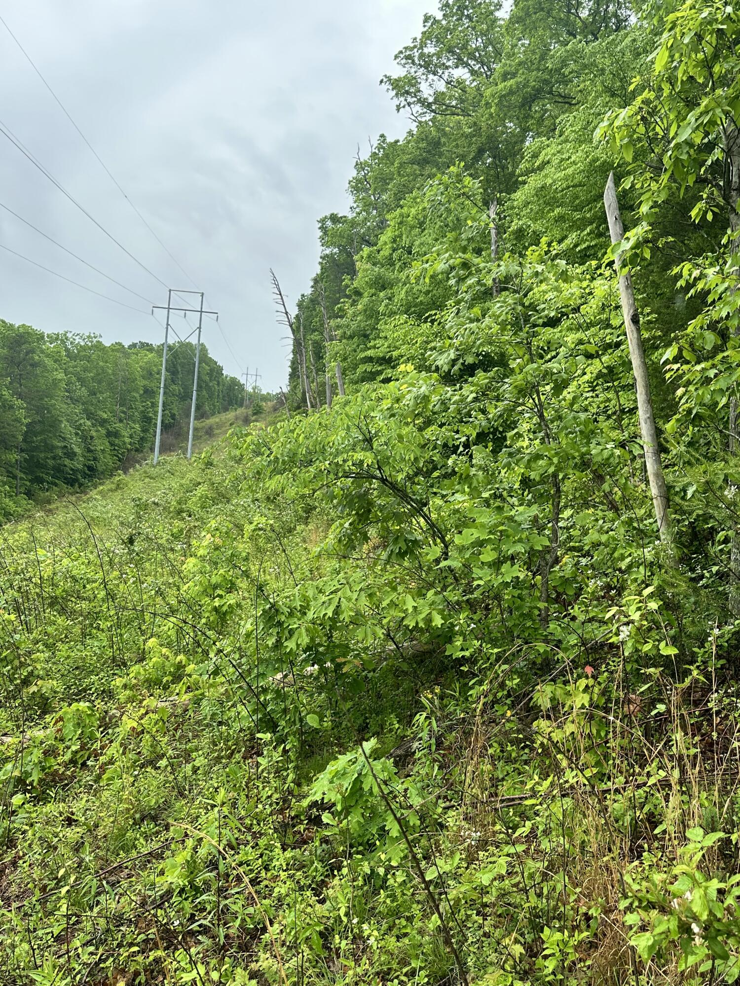 0 Mt Scratchum Road Ravenna, KY 40472 - Photo 5 of 6 IMG_4761
