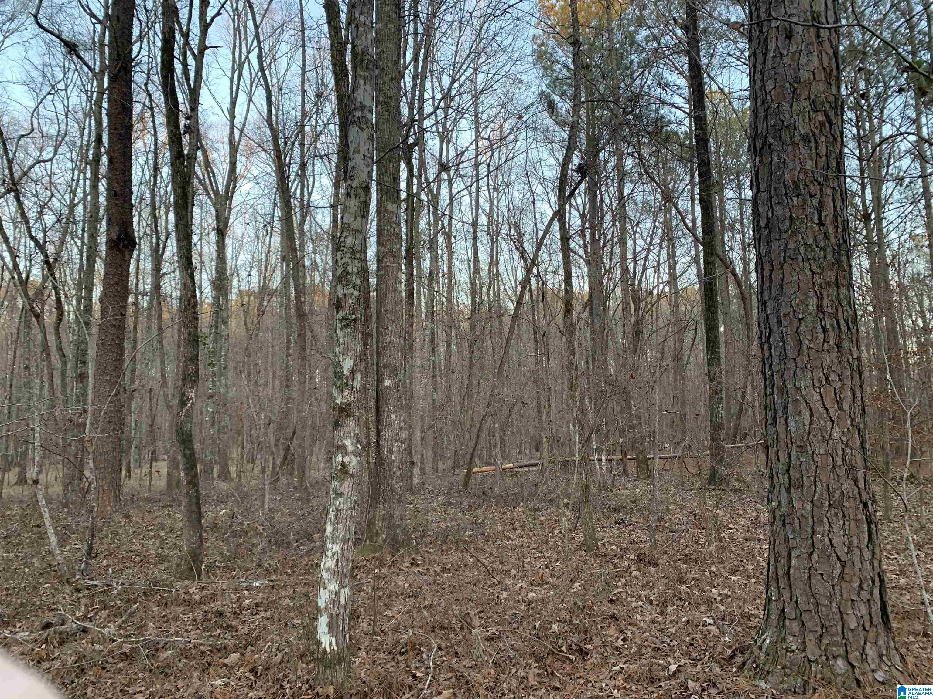 156 County Road Jemison, AL 35085 - Photo 5 of 14