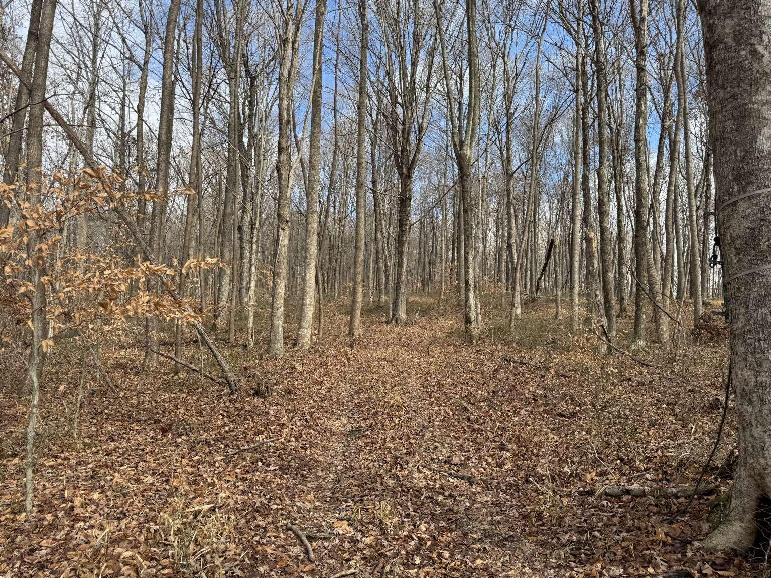1111 Clear Branch Road Liberty, KY 42539 - Photo 23 of 33 Purvis.23