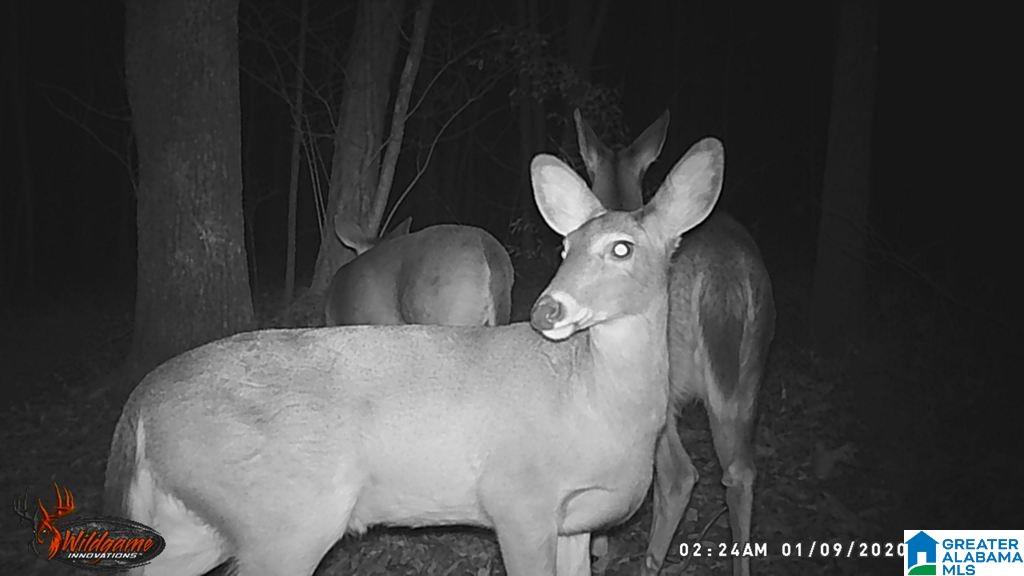 615 Fox Trot Road Talladega, AL 35160 - Photo 31 of 31