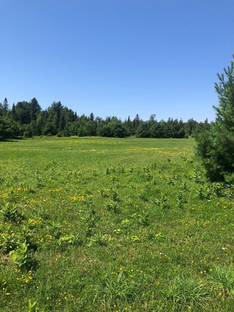 On Boyer Road, Unit LOT 5 Mercer, WI 54547 - Photo 7 of 12 Gallery Image 7