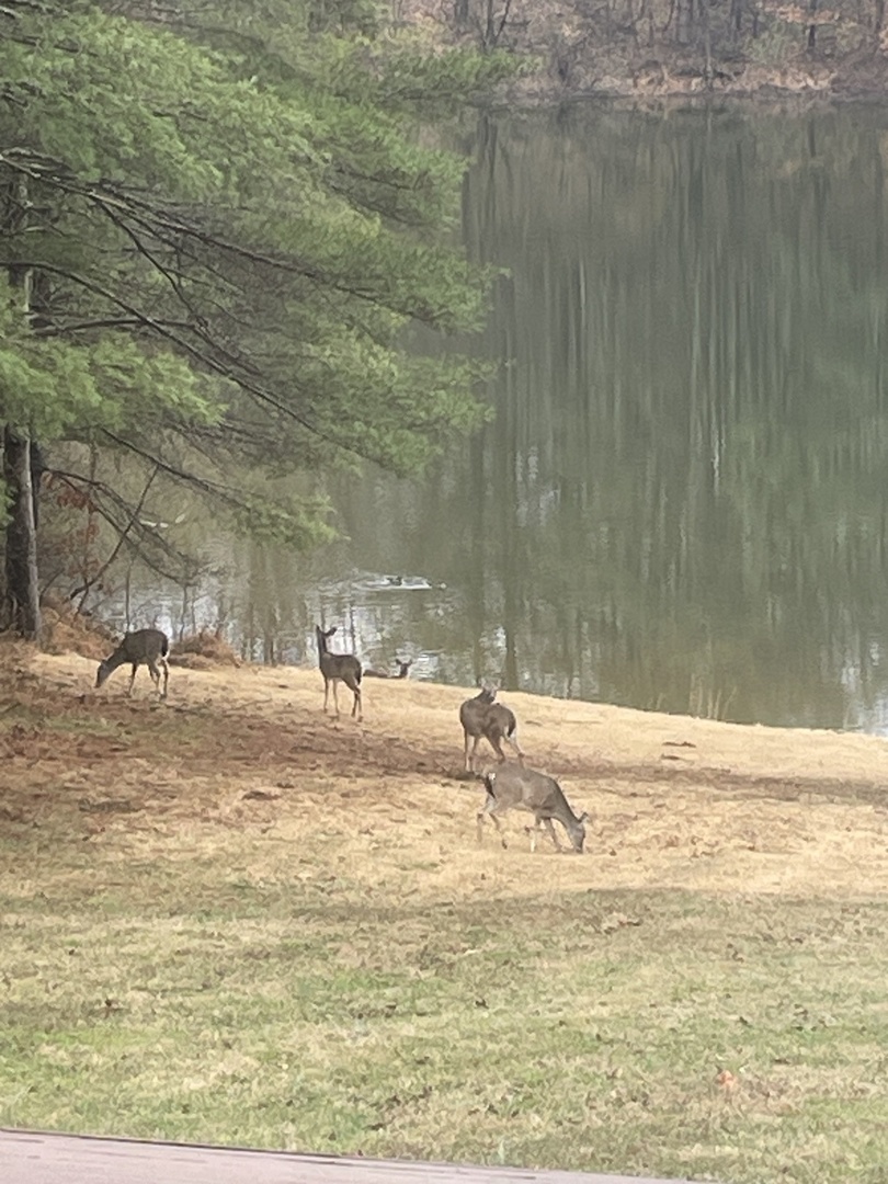 3085 Kaolin Road Cobden, IL 62920 - Photo 50 of 83
