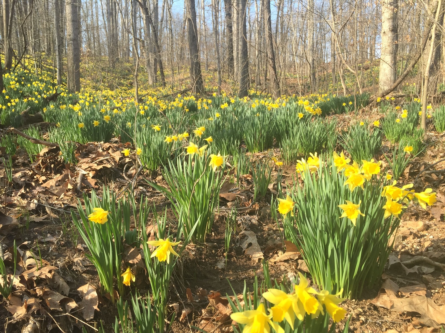 3085 Kaolin Road Cobden, IL 62920 - Photo 51 of 83