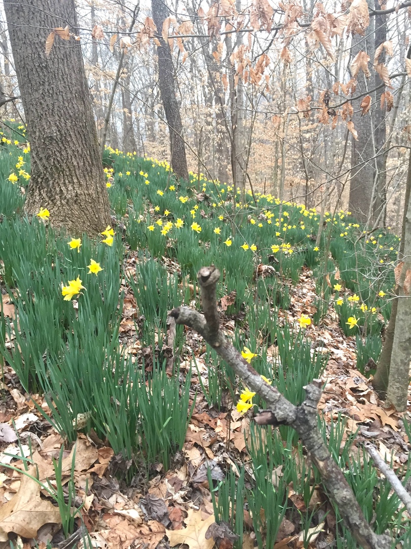 3085 Kaolin Road Cobden, IL 62920 - Photo 53 of 83 a backyard of a building with lots of flowers