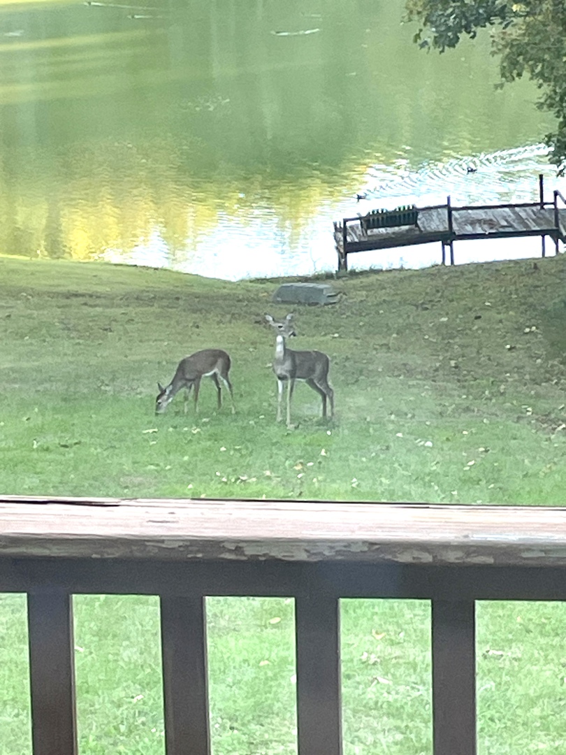 3085 Kaolin Road Cobden, IL 62920 - Photo 54 of 83