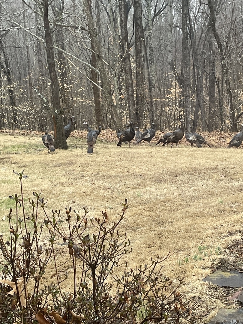 3085 Kaolin Road Cobden, IL 62920 - Photo 55 of 83 a view of a yard with snow
