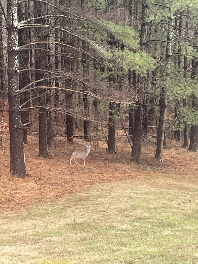 3085 Kaolin Road Cobden, IL 62920 - Photo 56 of 83 a view of a water fountain