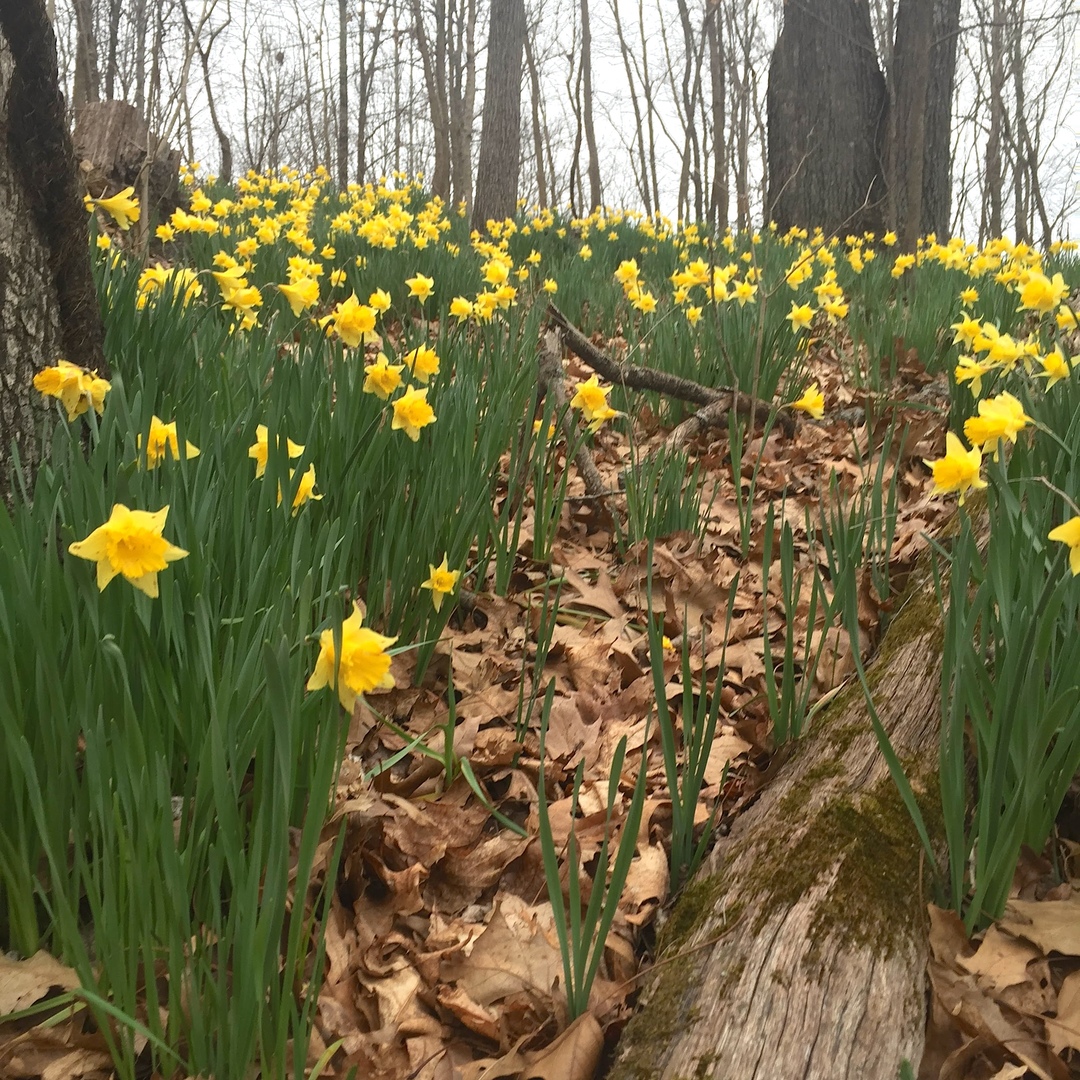 3085 Kaolin Road Cobden, IL 62920 - Photo 60 of 83