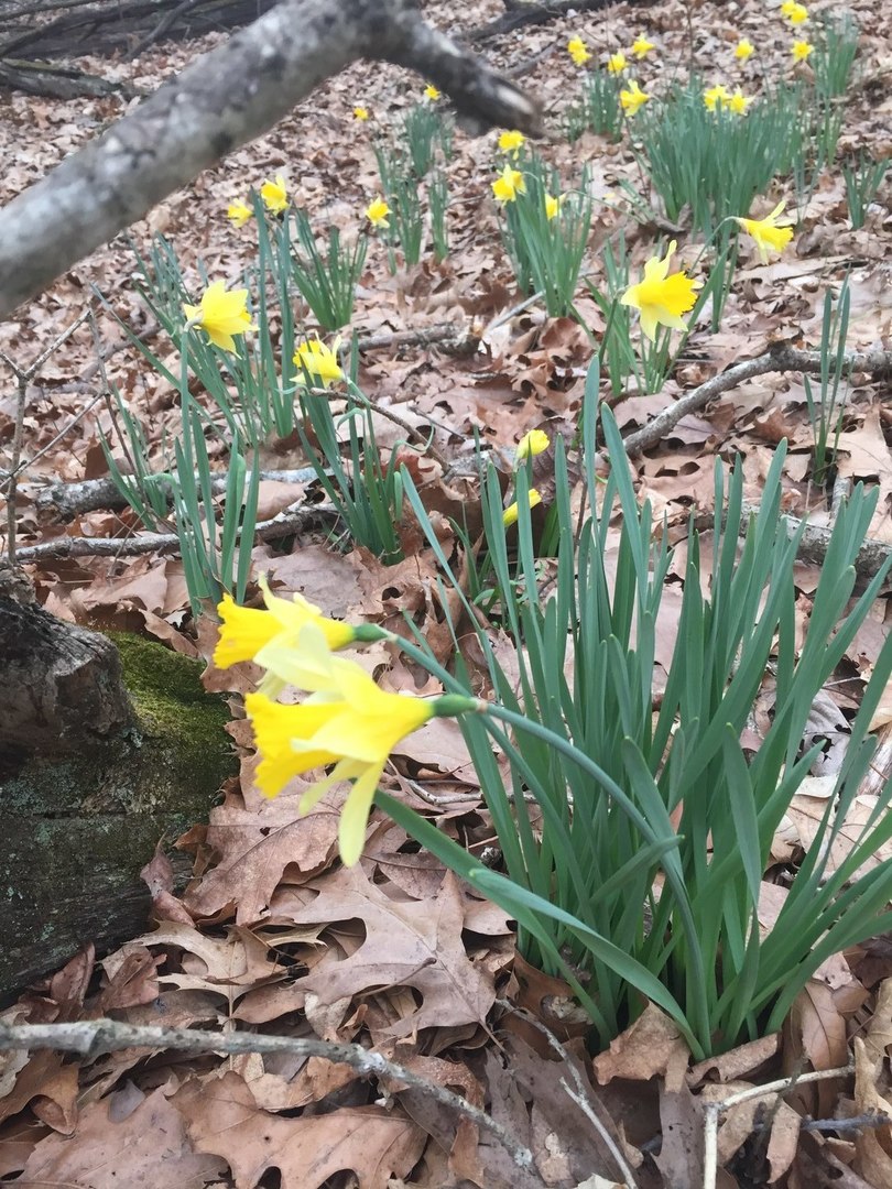 3085 Kaolin Road Cobden, IL 62920 - Photo 61 of 83 a view of a tree with a yard