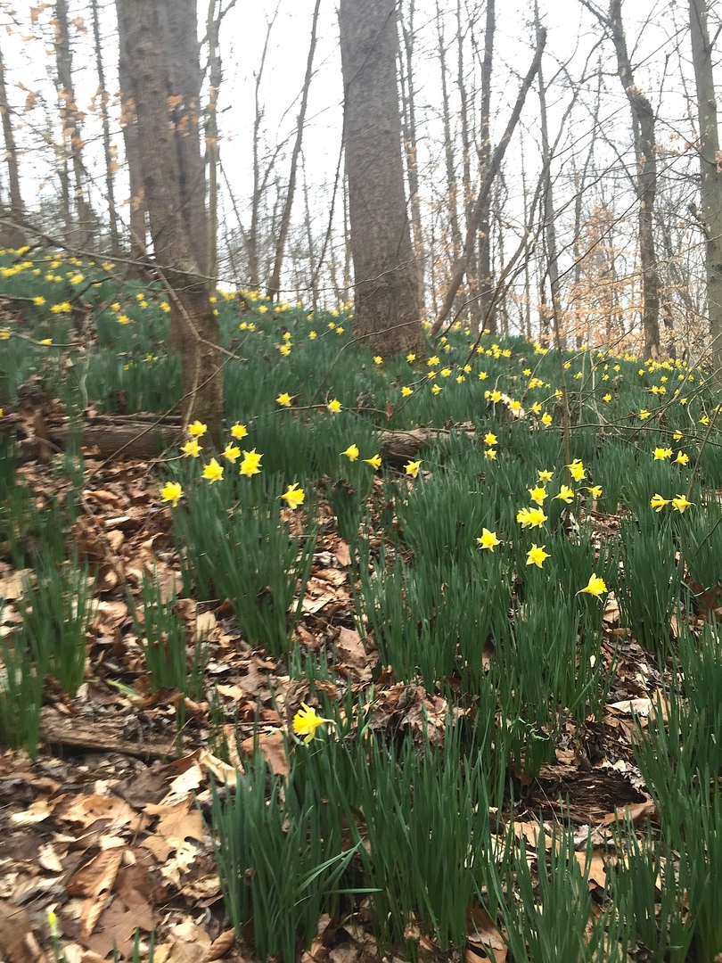 3085 Kaolin Road Cobden, IL 62920 - Photo 63 of 83